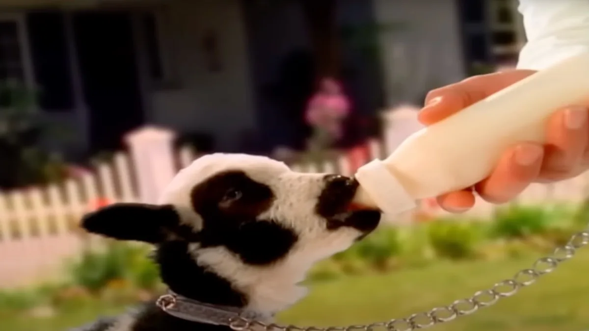 A brightly colored image of a baby lamb being fed with a feeding bottle.