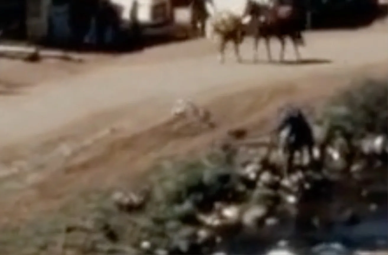 The horse disappeared completely