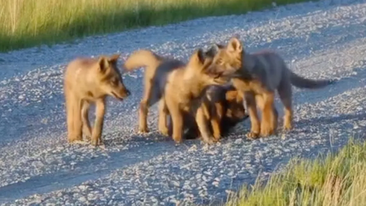 Same scene as previously but they are a lot of puppies now, instead of the three initial ones