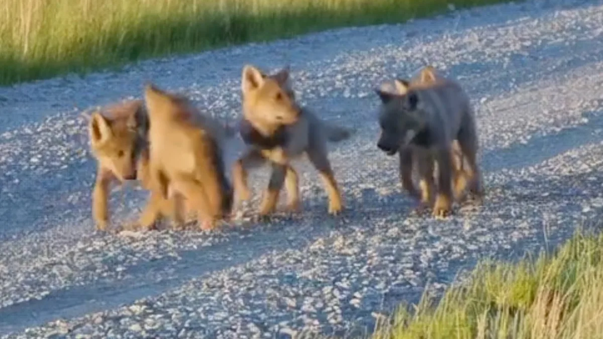 Same scene as in the previous image but now one more puppy appeared