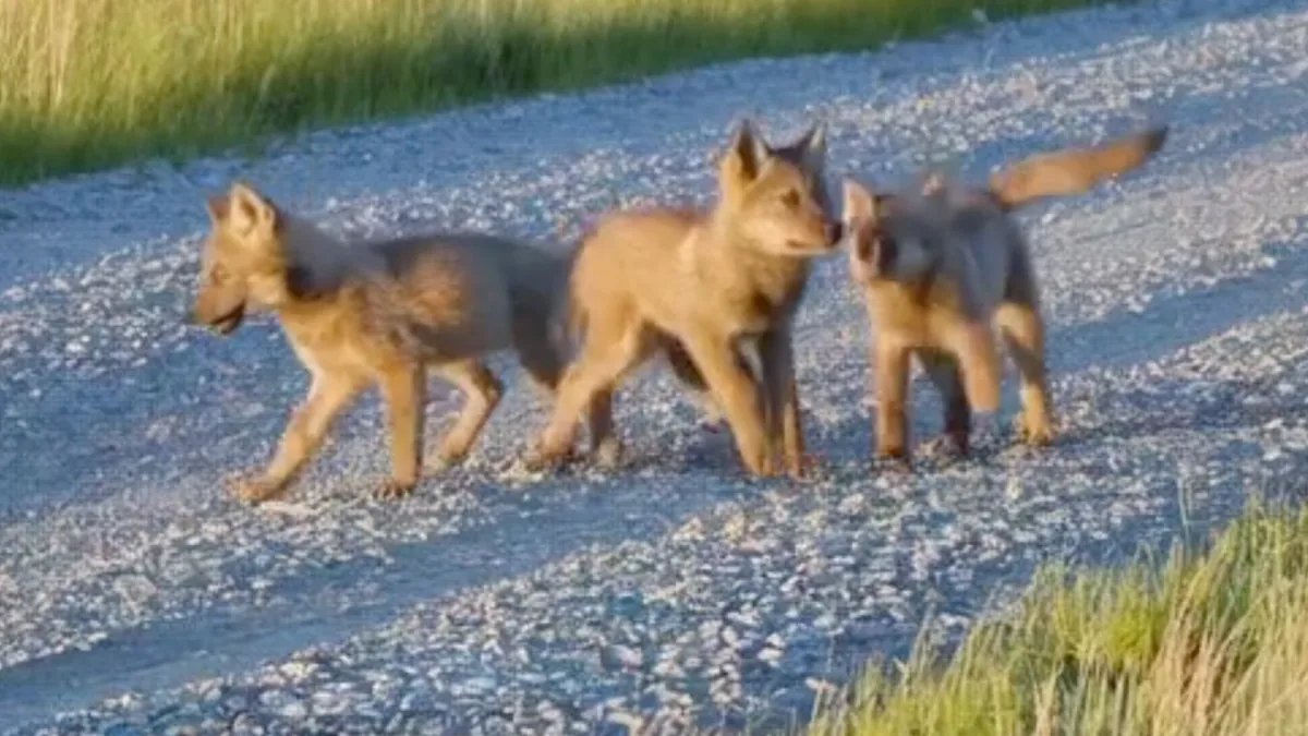 AI-made photo of three puppies walking on a forest path