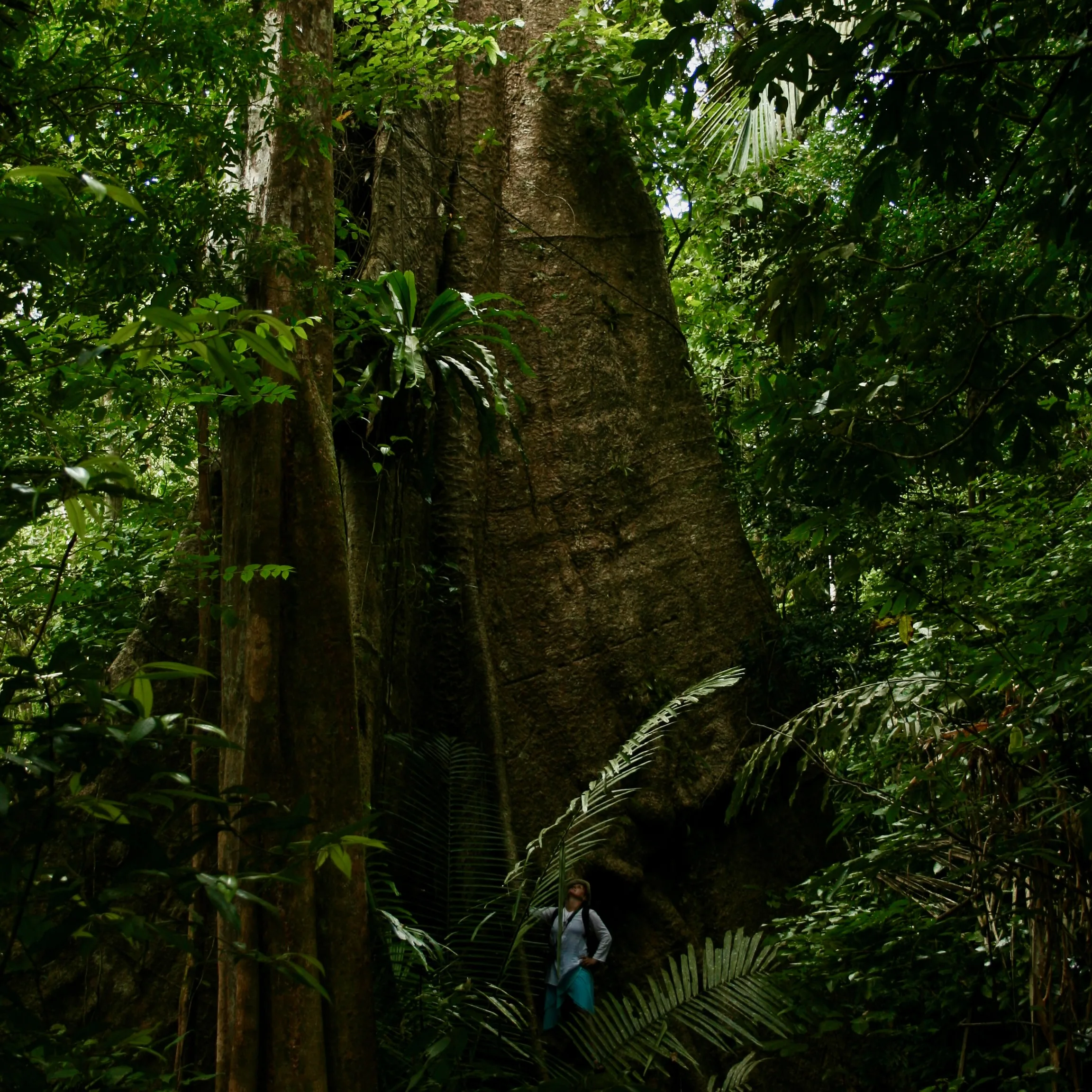 A photo of a big tree in the forest