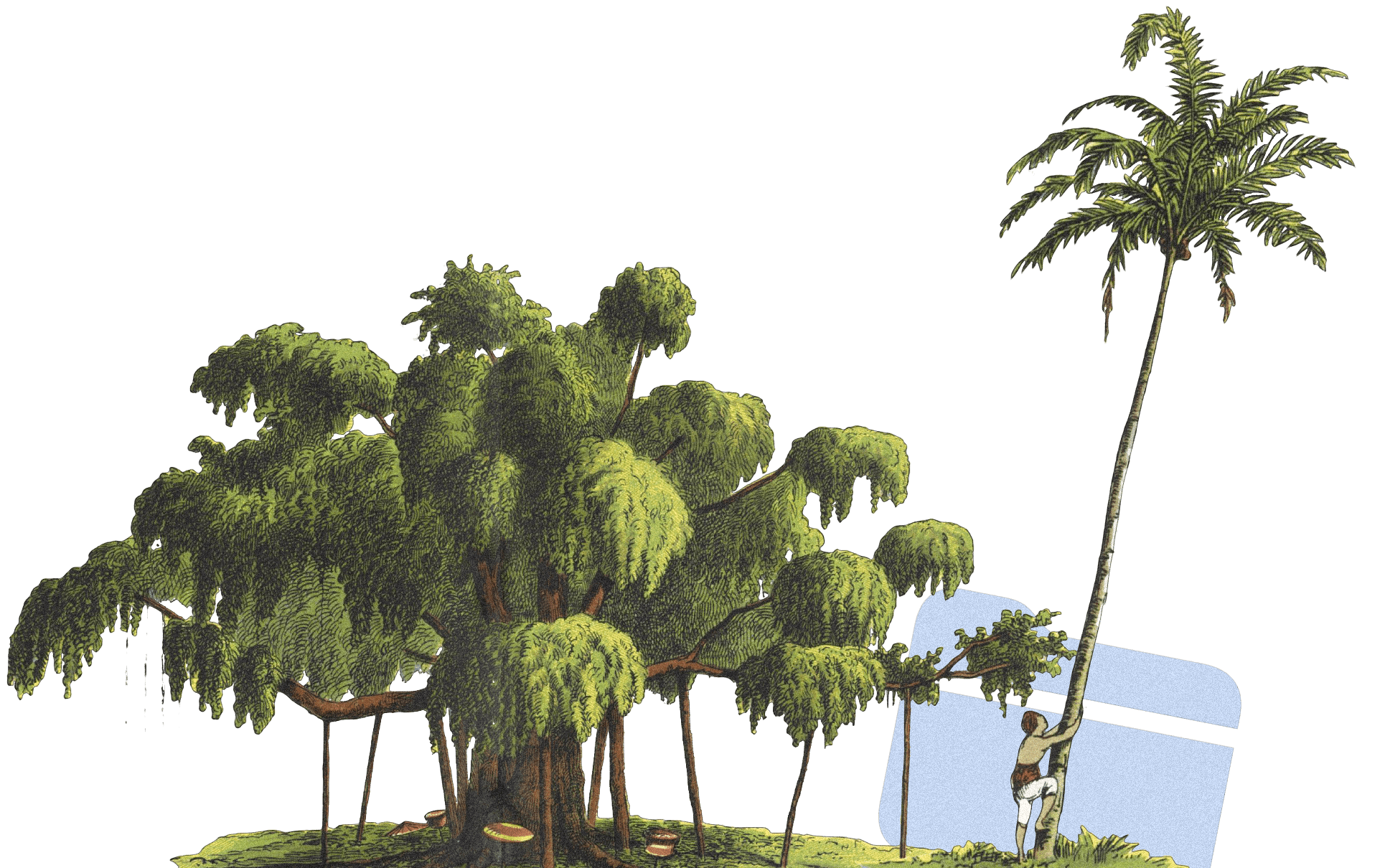 file folder trees climber